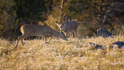 Whitetail buck and doe in field.  Photo by Jeremiah Z.