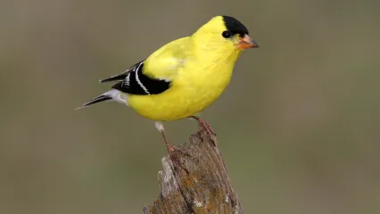 American goldfinch; Bill Horn