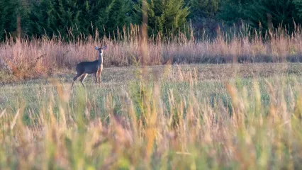 Arcadia Conservation Education Area, deer in field, photo by Kelly Adams