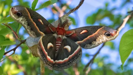 Cecropia Moth, photo by Kellie Carter/RPS 2020