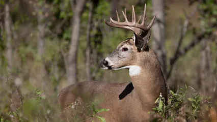 Buck in the field.