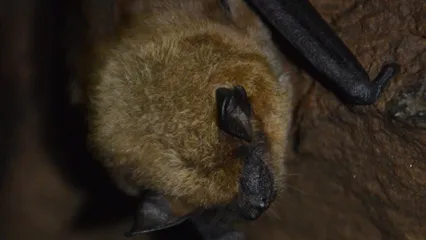Roosting bat in cave.
