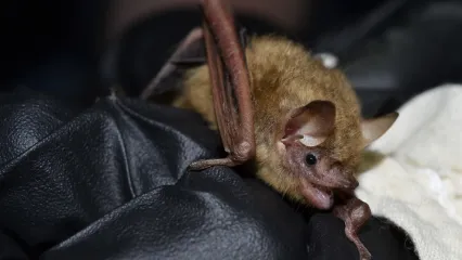 Tri-colored bat