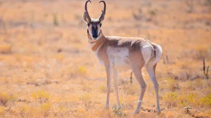 Antelope.  Photo by Jeremiah Zurenda