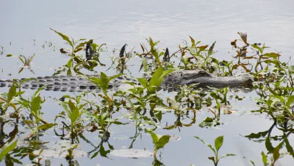 American alligator at Red Slough WMA.  Photo by Jena Donnell