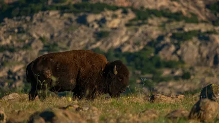 America bison at Wichita Mountains Wildlife Refuge.  Photo by Stephen Ofsthun