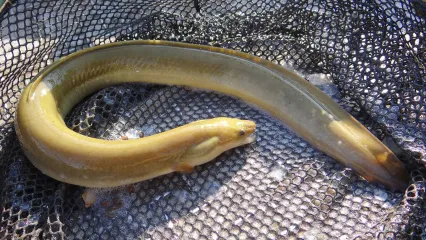 Live freshwater best sale eels for sale