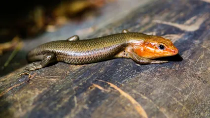 Broad-headed Skink.  Photo by Melissa McMasters/Flickr.com