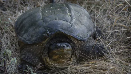 Common Snapping Turtle.  Photo by Jesus Moreno/USFWS