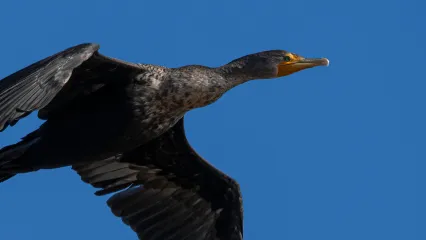 Double-crested Cormorant.  Photo by Stephen Ofsthun