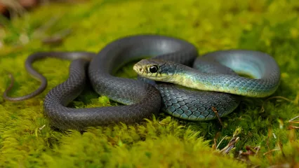 A snake with a dark back and yellowish throat and belly on moss. 