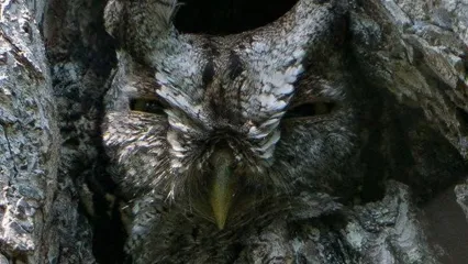 Eastern Screech Owl.  Photo by Danielle Brigida/USFWS