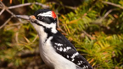 Hairy Woodpecker.  Photo by Eugene Beckes/Flickr.com