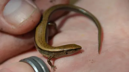 Little Brown Skink | Oklahoma Department of Wildlife Conservation