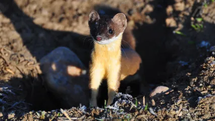 Long-tailed weasel.  Photo by Melanie Olds/USFWS