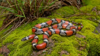Milk Snake.  Photo by Kyle Hutchison/RPS 2021