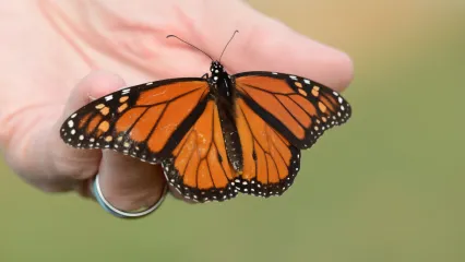 Monarch butterfly.  Photo by Don P. Brown