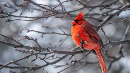 Northern Cardinal.  Photo by Michael Bryan/RPS 2021