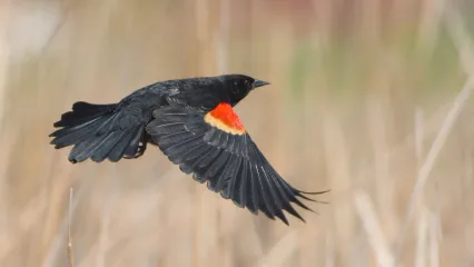 Red-winged Blackbird. Photo by Mark Bright/RPS 2019
