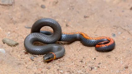 A dark bodied snake with an orange ring around its neck and its tail upturned to show orange markings. 