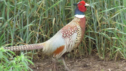 Ring-necked Pheasant.  Photo by Jeff Tibbits