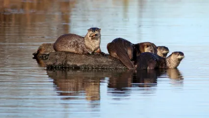 River Otter.  Photo by Marc Crow/RPS 2014