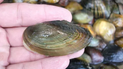 Scaleshell mussel.  Photo by Andy Roberts/USFWS