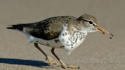 Spotted Sandpiper.  Photo by Jim Hudgins/USFWS