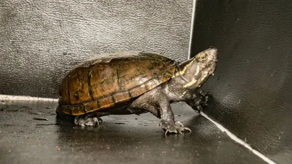 Stinkpot turtle.  Photo by Kelly Adams