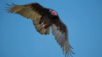 Turkey Vulture.  Photo by Seth Schubert/RPS 2018