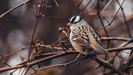 White-crowned Sparrow.  Photo by Kyle Underwood/RPS 2019