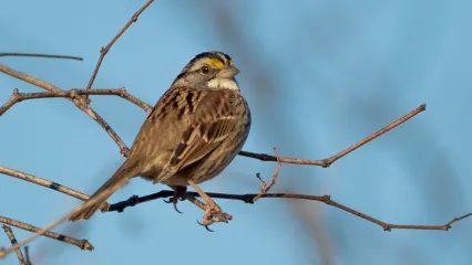 White-throated Sparrow.  Photo by Greg Jaeger/RPS 2020