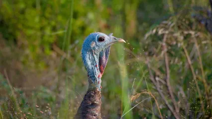 Wild turkey in field. Photo by Jeremiah Zurenda