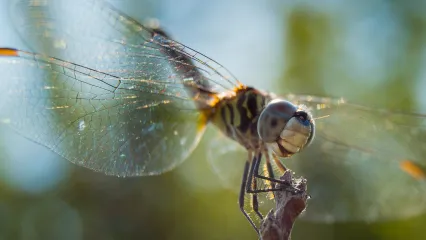 A dragonfly perches on the top of a stick