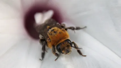 A morning glory longhorn bee.
