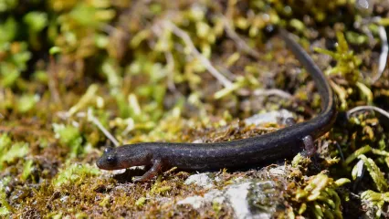 A brown salamander with a golden stripe on its tail