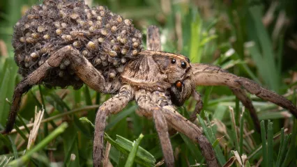 A brown spider with multiple spiderlings on its back. 