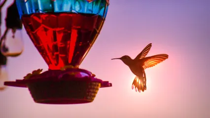 A hummingbird is silhouetted next to a colorful feeder. 