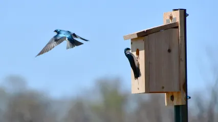 Two blue and white swallows near a supplemental nest box