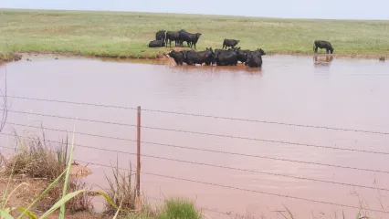 Black cows standing in a muddy pond. 
