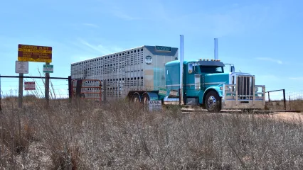 A semi-trailer truck leaves Cimarron Bluff WMA after cattle were unloaded as part of the area's grazing lease agreement. 