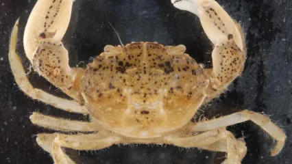 Photo of a Harris Mud Crab