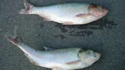 photo of two adult silver carp