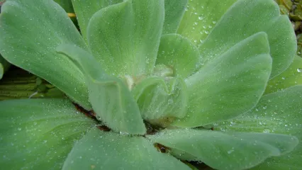 Photo of invasive plant species Water Lettuce
