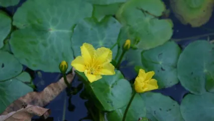 photo of invasive aquatic species plant Yellow Floating Heart