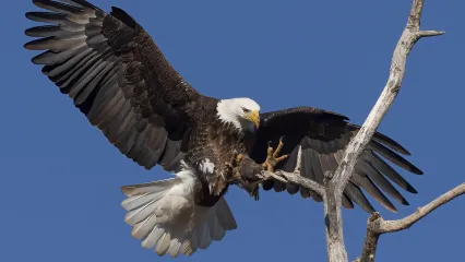 A large raptor with dark wings and a white head and tail stretches its talons as it lands on a branch.