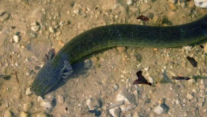 A dark bodied salamander with gills. 
