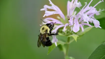 A black and yellow bumble bee feeds on a purple flower.