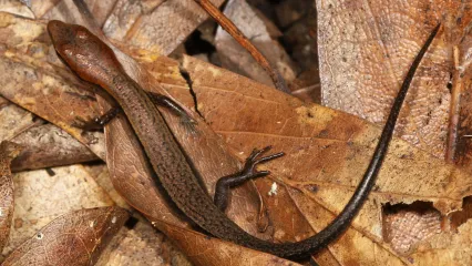 A coppery brown lizard blends in with a leafy background.