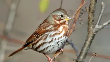A songbird with a grayish face, reddish brown back, and streaked breast perches on a limb. 